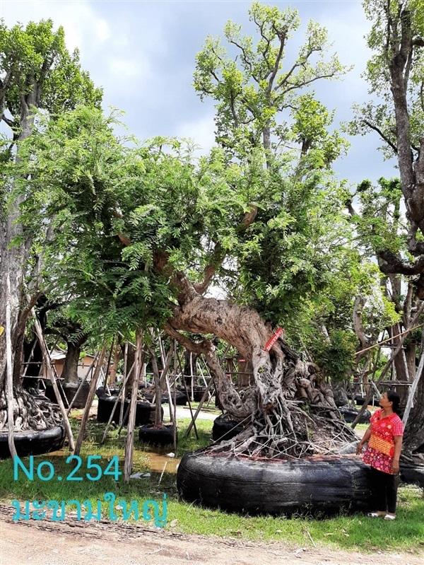 มะขาม No. 254 | ร้านป้าแดง(คลอง6) -  ปทุมธานี