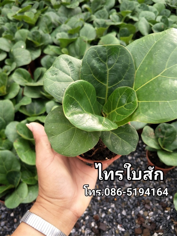 ไทรใบสัก | สวนนรัชยา - วัฒนา กรุงเทพมหานคร