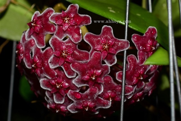 Hoya carnosa red