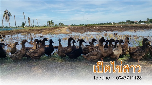 ขายเป็ดกากีแคมเบลสาวพร้อมไข่ ราคาถูก จัดส่งทั่วประเทศ | ฟามสุข - คลองหลวง ปทุมธานี