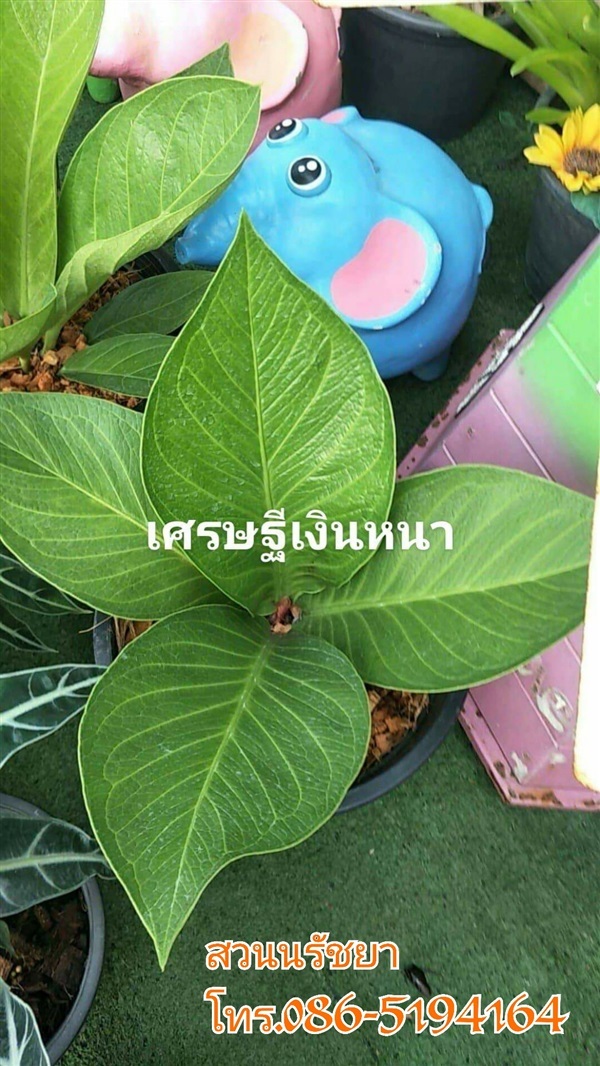 เศรษฐีเงินหนา | สวนนรัชยา - วัฒนา กรุงเทพมหานคร