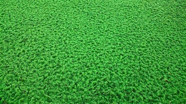 แหนแดง (Azolla)