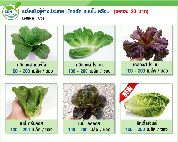 เมล็ดพันธุ์ผักสลัดต่างประเทศ ชุดที่ 3 | เซน ไฮโดรโพนิกส์ - หางดง เชียงใหม่