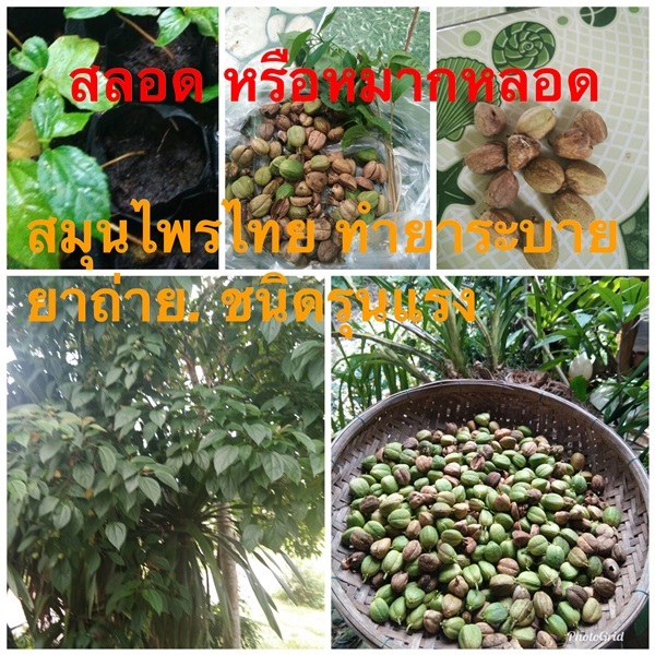 สลอด หมากหลอด ส่ง เก็บเงินปลายทาง | วรรณพันธุ์ไม้ - เมืองตรัง ตรัง