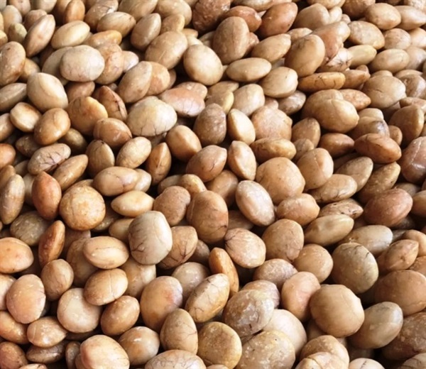 Roasted Sacha Inchi Nuts | 77 Farming Products -  เชียงราย