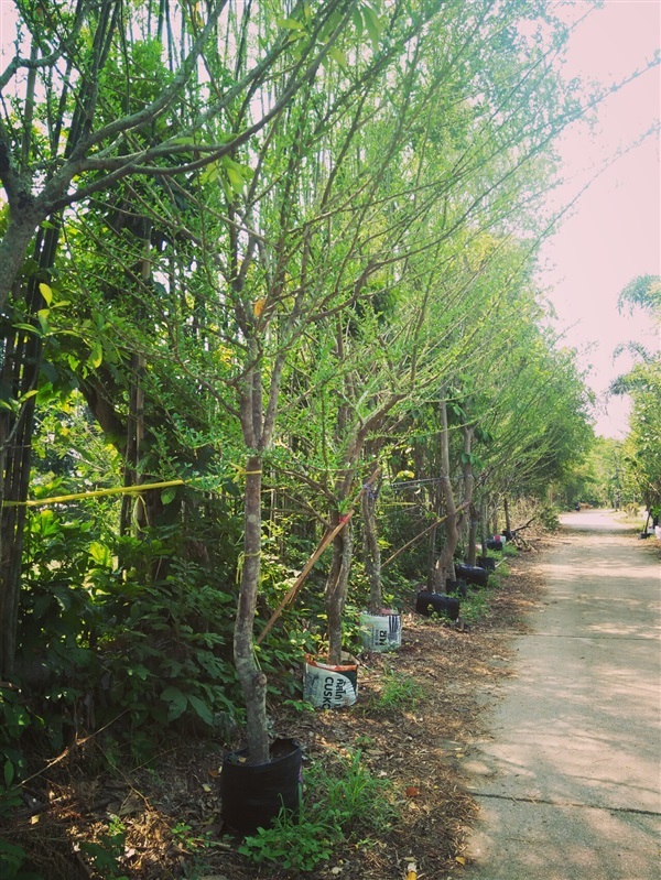 ตีนเป็ดฝรั่ง | นัฐชา พันธุ์ไม้ - เมืองปราจีนบุรี ปราจีนบุรี