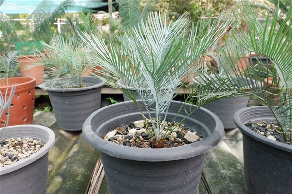 Cairnsiana | My Cycad ต้นปรง(สวนวิรัชน์) - คันนายาว กรุงเทพมหานคร