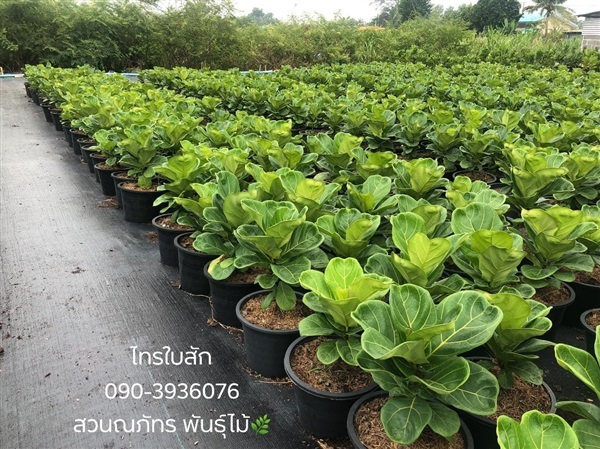 ไทรใบสัก นำเข้าจากจีน | ณภัทร  พันธุ์ไม้ - องครักษ์ นครนายก