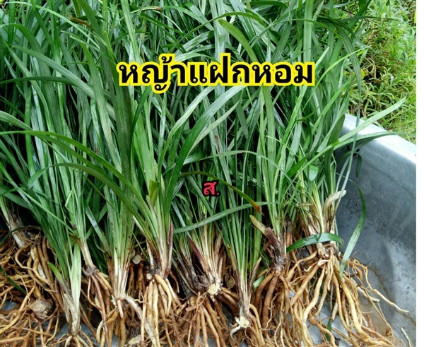 หญ้าแฝกหอม | สวนหทัยทิพย์ - วัดโบสถ์ พิษณุโลก