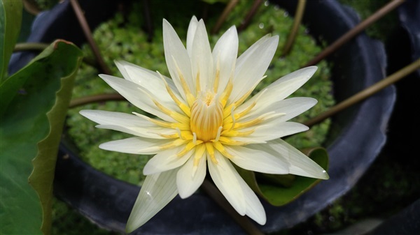 บัวสีขาว White Water Lily  | โอปอ ไม้น้ำ - วัฒนา กรุงเทพมหานคร
