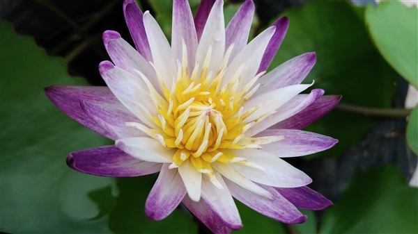 บัวผันเพอเพิลจอย Purple Joy Water Lily