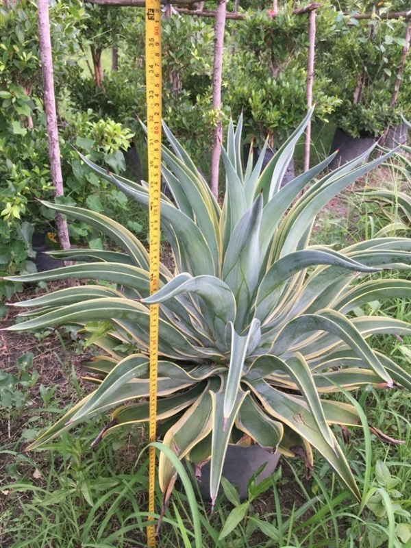 แหล่งผลิต ต้นอากาเว่  Agave ปลีกส่ง มีหลายขนาด ต้นใหญ่สุด   | Modern Garden Thailand - บางพลัด กรุงเทพมหานคร