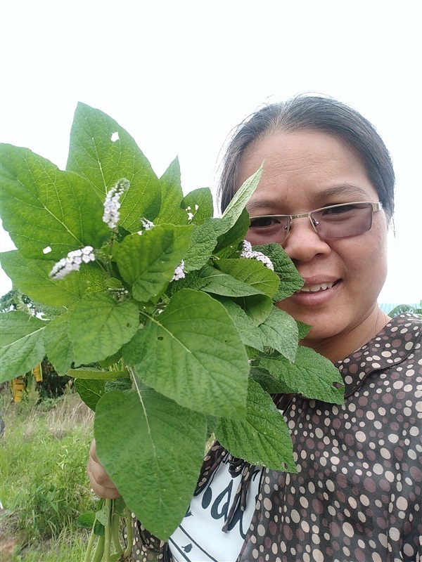 หญ้างวงชาง | เมล็ดพันธุ์ดี เกษตรวิถีไทย - เมืองระยอง ระยอง