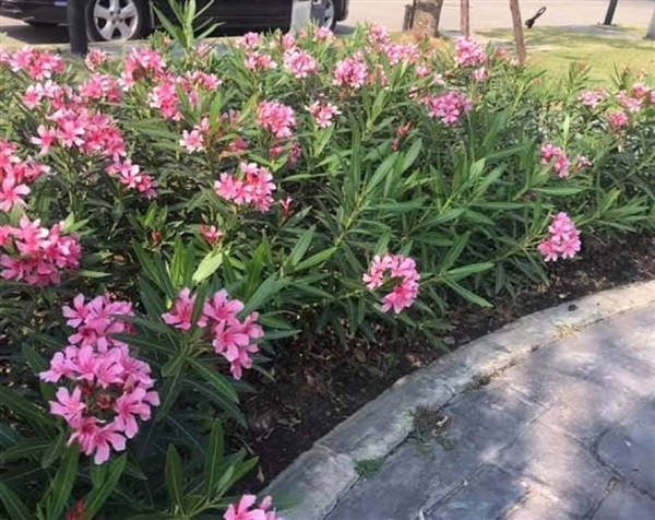 #ยี่โถสีชมพูกลีบดอกบาน มีกลิ่นหอม ดอกซ้อน ออกดอกได้ทั้งปี   | Drenglish Garden มหาสารคาม - กันทรวิชัย มหาสารคาม