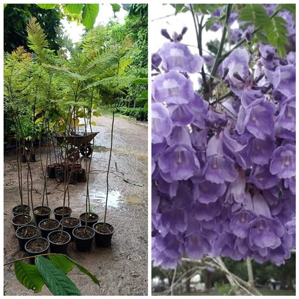 Jacaranda caucana ขายต้นล850บาท