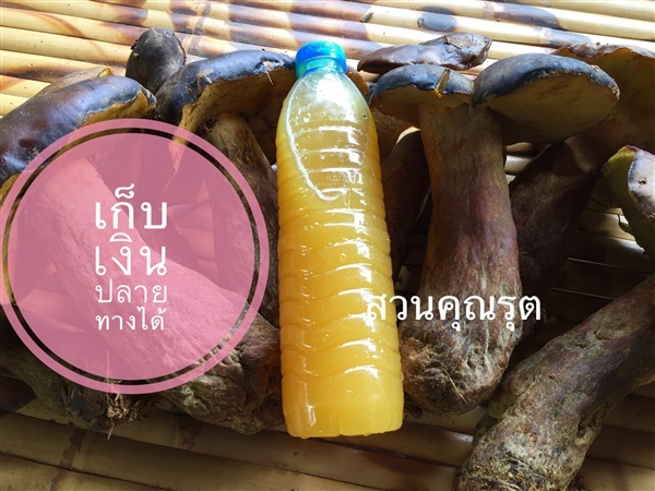 เชื้อเห็ดตับเต่า เห็ดห้า เห็ดตับควาย ไมคอร์ไรซา | สวนคุณรุต - ธวัชบุรี ร้อยเอ็ด