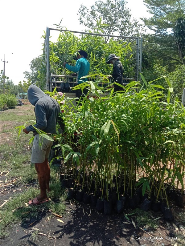 ไผ่ตงลืมแล้ง เพื่อขยายพันธุ์ ส่งเก็บปลายทาง | วรรณพันธุ์ไม้ - เมืองตรัง ตรัง