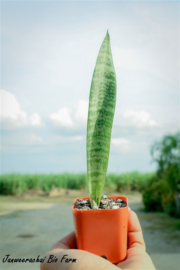 ต้นลิ้นมังกร | Janweerachai Bio Farm - สองพี่น้อง สุพรรณบุรี