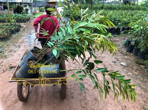 ต้นทุเรียนพันธุ์หมอนทอง