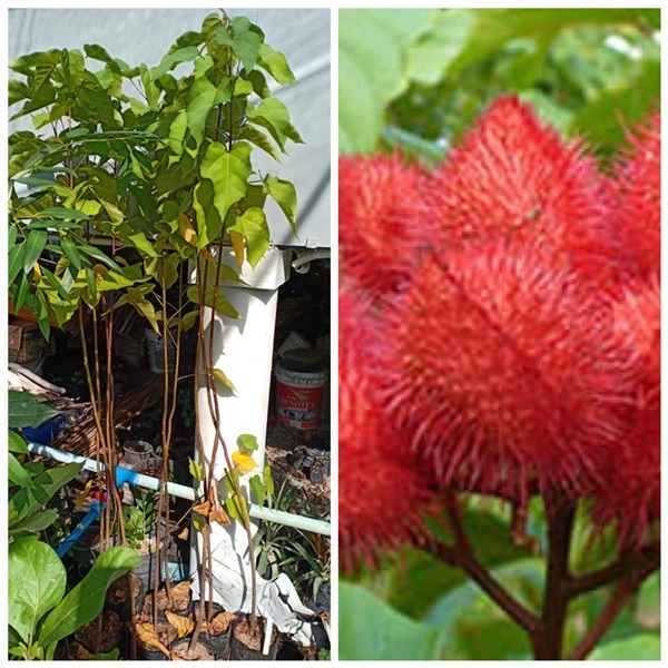 คำแสด หรือ คำไทย (Annatto tree) 450 | สายทองพืชสมุนไพร - บางพลี สมุทรปราการ