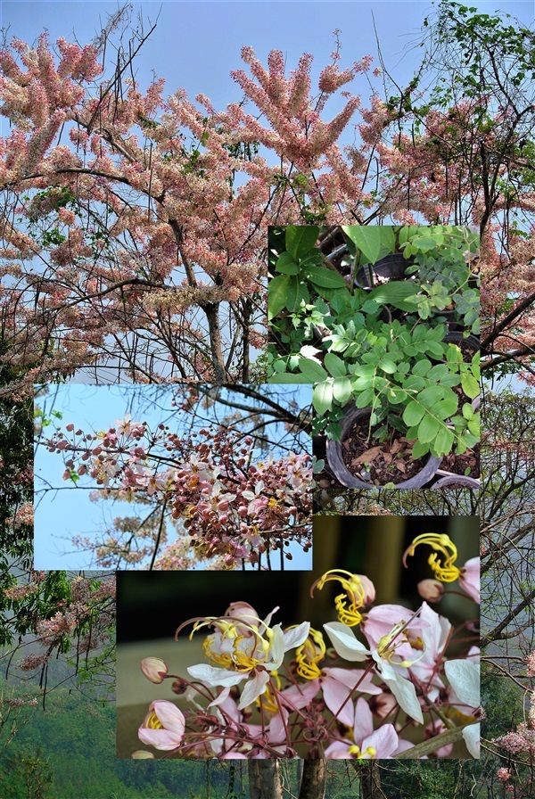 กัลปพฤกษ์ | สวนจามจุรี - ดอยสะเก็ด เชียงใหม่