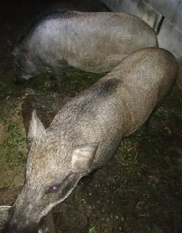 หมูป่า | Pig Pig - ด่านมะขามเตี้ย กาญจนบุรี