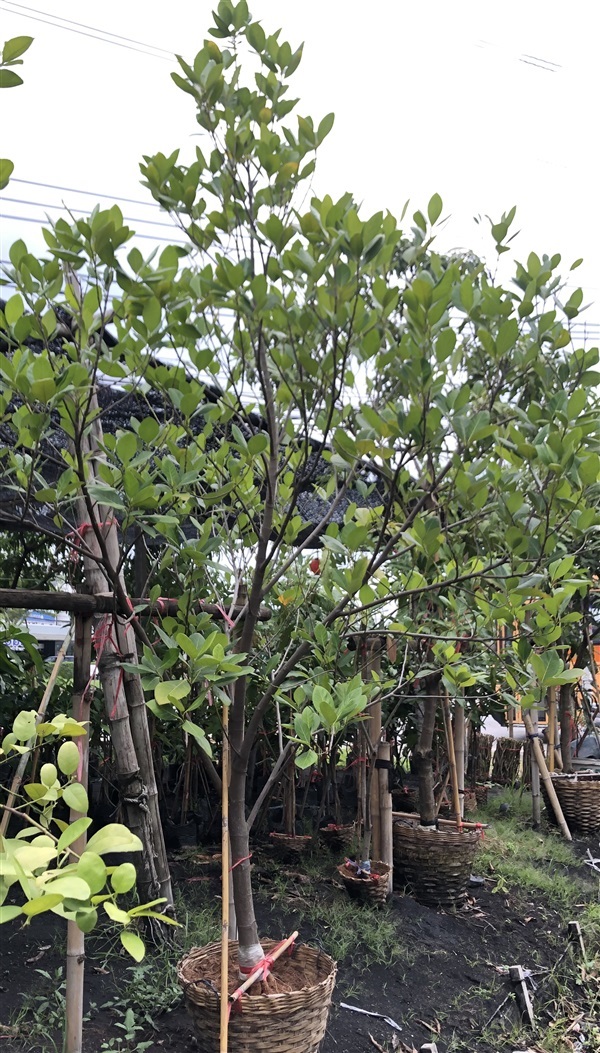 ต้นขนุนแดงสุริยา | ร้านหนึ่งนุชพันธุ์ไม้ - สามพราน นครปฐม