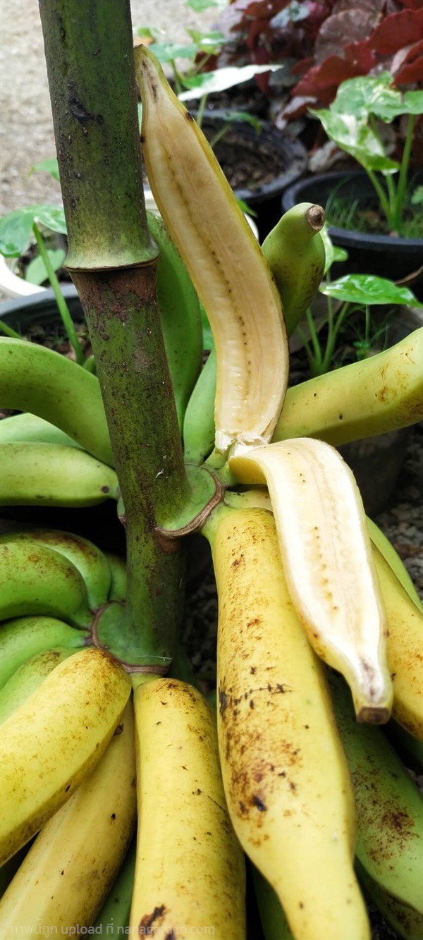 กล้วยป่าไร้เม็ด หน่อกล้วยป่าไร้เม็ด 