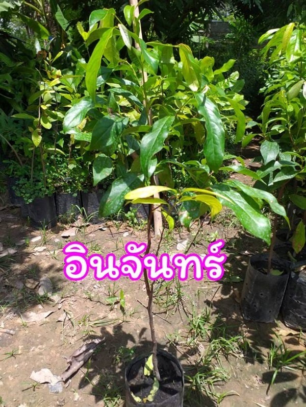 #จำหน่ายต้นอินจัน ไม้โบราณหายาก ต้นพันธุ์แข็งแรงรากเดิน | Drenglish Garden มหาสารคาม - กันทรวิชัย มหาสารคาม