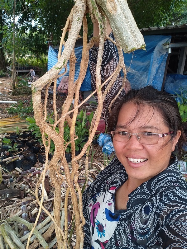 เถาและรากตำลึงตากแห้ง | เมล็ดพันธุ์ดี เกษตรวิถีไทย - เมืองระยอง ระยอง