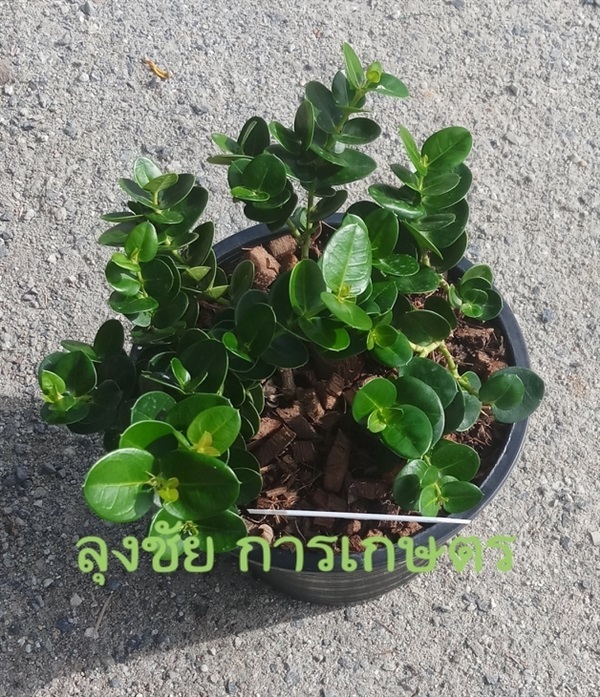 ต้นมหาเฮง | ลุงชัยการเกษตร -  ชลบุรี