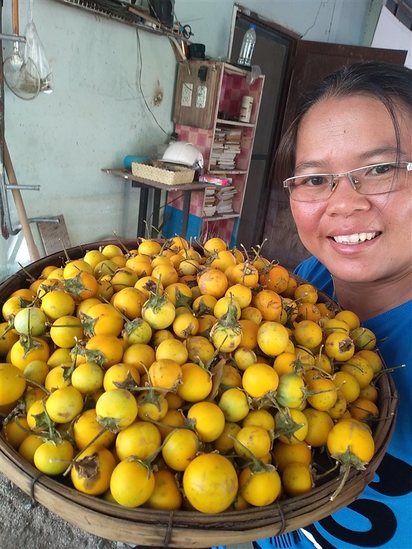 เมล็ดพร้อมเพาะมะเขือคื่น | เมล็ดพันธุ์ดี เกษตรวิถีไทย - เมืองระยอง ระยอง