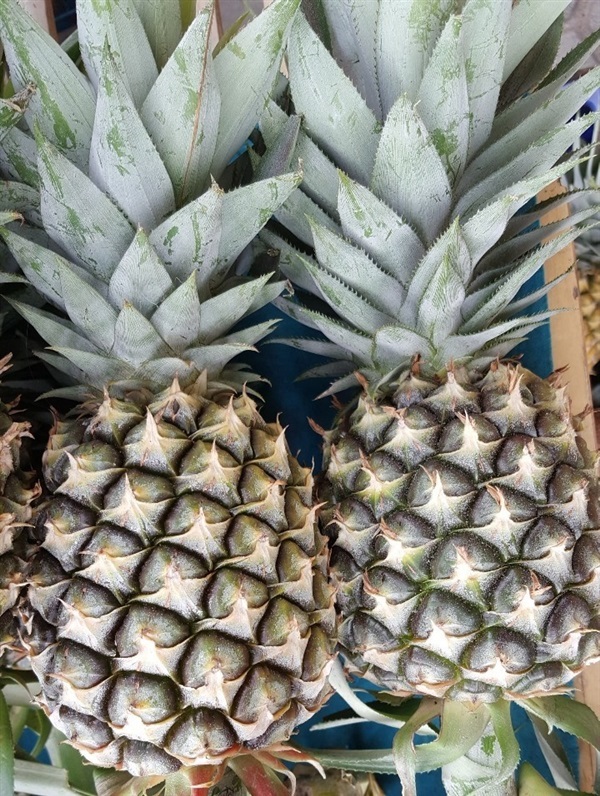 สับปะรด : pineapple พันธุ์ปัตตาเวีย | เกษตรแก้วบุญ - สารภี เชียงใหม่