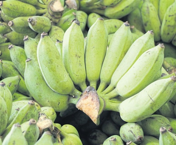 กล้วยน้ําว้าดิบ-สุก : Cultivated banana | เกษตรแก้วบุญ - สารภี เชียงใหม่