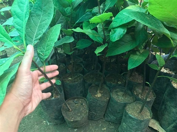 ต้นกล้าอะโวดาโด | เกษตรแก้วบุญ - สารภี เชียงใหม่