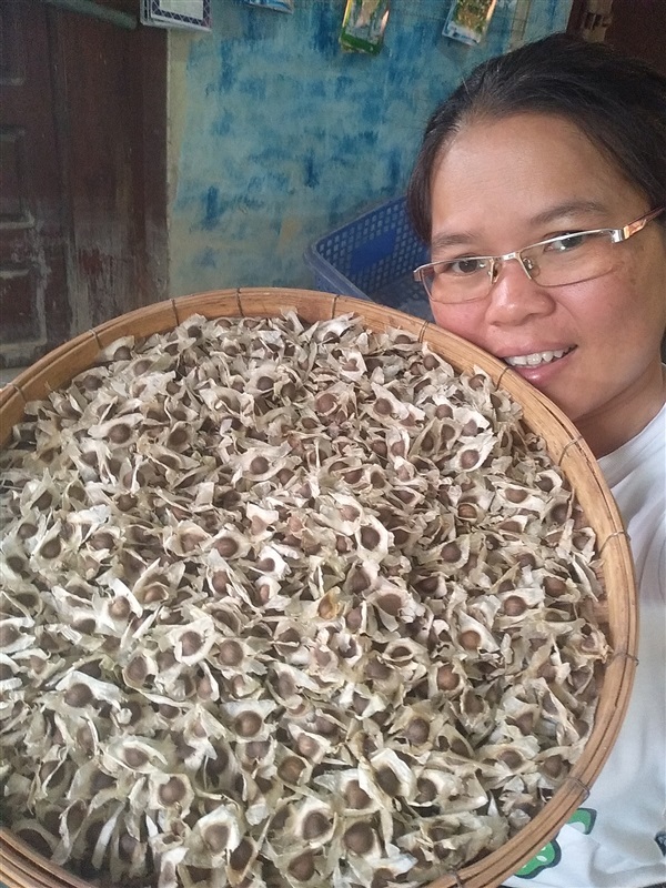 ขายเมล็ดมะรุมพื้นบ้าน | เมล็ดพันธุ์ดี เกษตรวิถีไทย - เมืองระยอง ระยอง