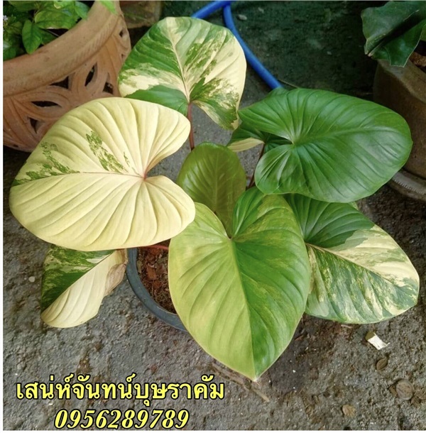  บุษราคัม,ว่านเสน่ห์จันทน์บุษราคัม | อัญชัน seeds - สวนหลวง กรุงเทพมหานคร