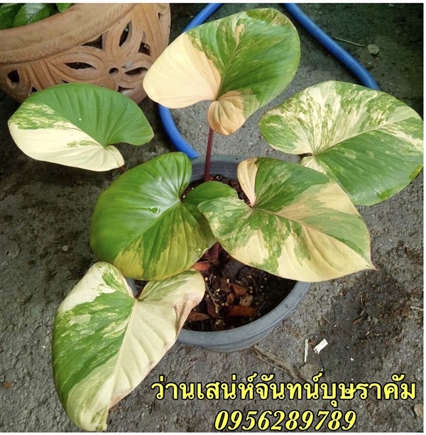 ต้นเสน่ห์จันทน์,บุษราคัม, | อัญชัน seeds - สวนหลวง กรุงเทพมหานคร