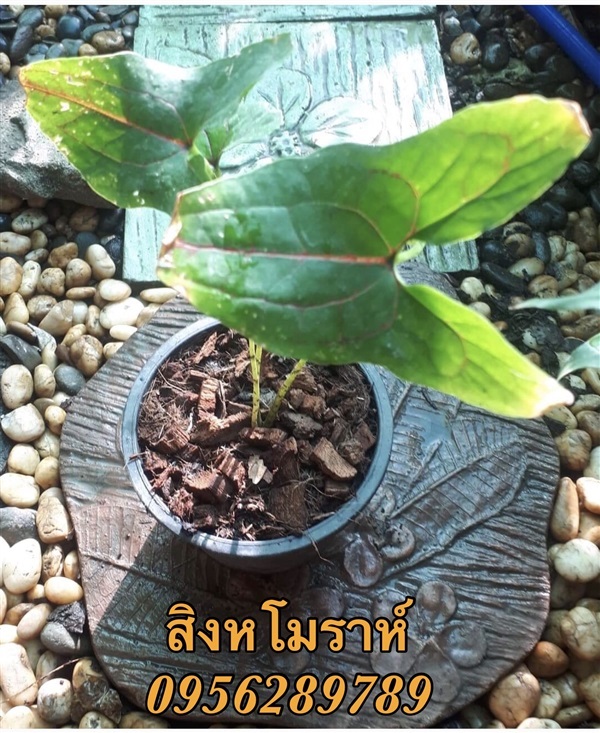 สิงหโมรา,ว่านสิงหโมรา | อัญชัน seeds - สวนหลวง กรุงเทพมหานคร