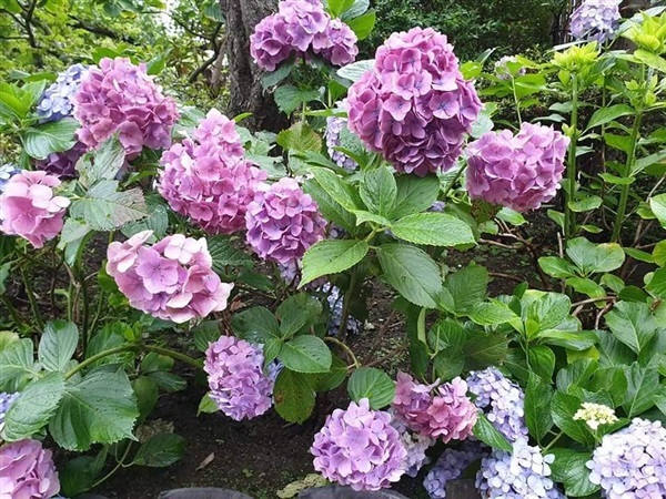 จำหน่ายไฮเดรนเยียแบบต้นเล็ก คละสี ราคาโปร  ต้นละ 20 บาท | Drenglish Garden มหาสารคาม - กันทรวิชัย มหาสารคาม