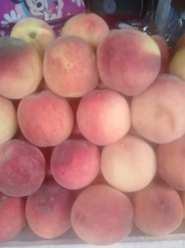 #จำหน่ายผลพีช หอมหวานอร่อย กิโลกรัมละ 200 บาท  | Drenglish Garden มหาสารคาม - กันทรวิชัย มหาสารคาม
