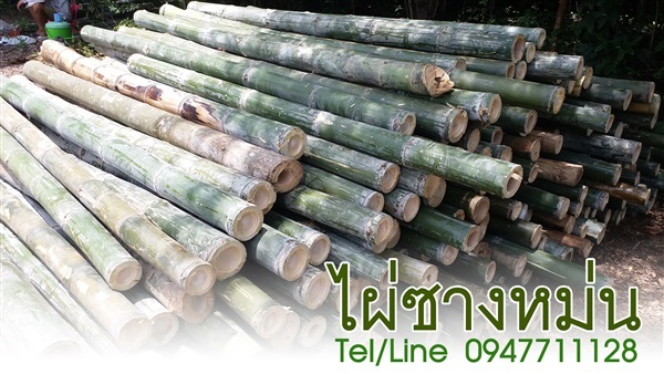 ขายส่งไม้ไผ่ซางหม่น ไม้ไผ่ลำตัดสด จัดส่งทั่วประเทศ | ฟามสุข - คลองหลวง ปทุมธานี