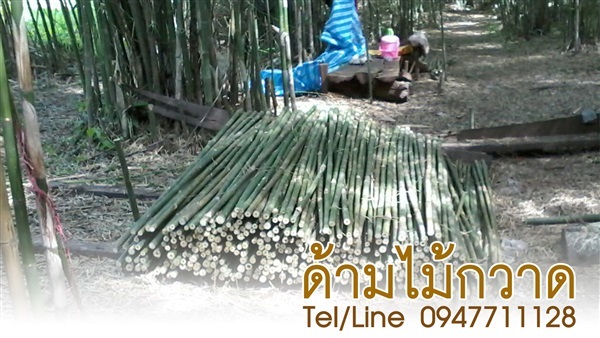 ขายส่งไม้ไผ่ด้ามไม้กวาด ไม้ไผ่ลำตัดสด จัดส่งทั่วประเทศ | ฟามสุข - คลองหลวง ปทุมธานี