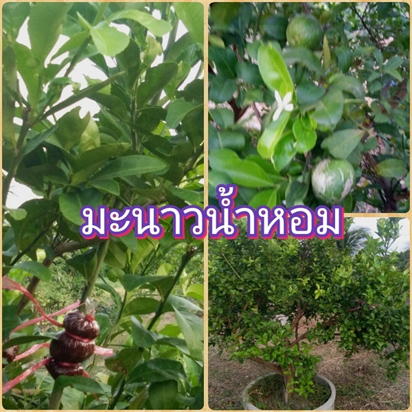 มะนาวน้ำหอม | สวนมะนาวแป้นไร่สุ่มมาตร์  - เมืองลพบุรี ลพบุรี