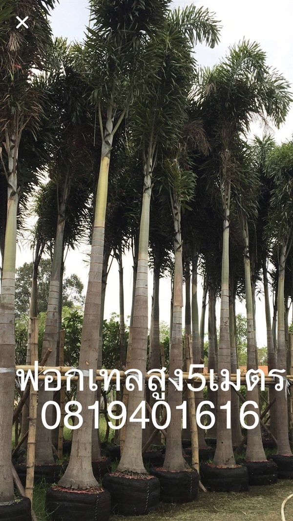 ต้นฟอกเทลสูง5เมตร | สวนพร้อมพันธุ์ไม้ -  ปราจีนบุรี