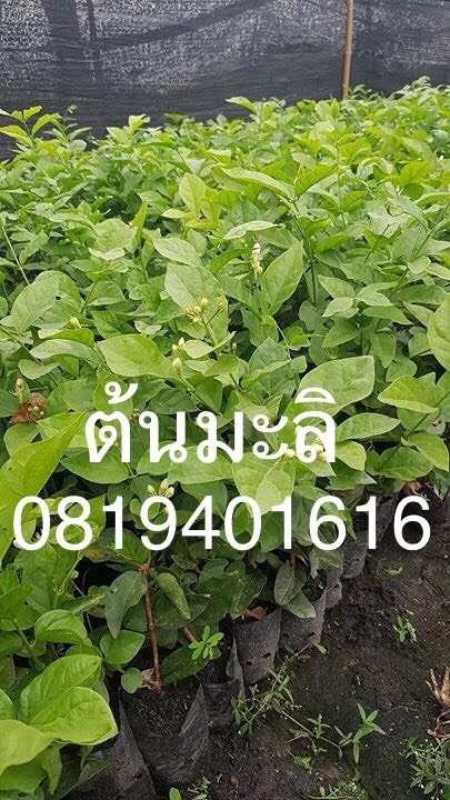 ต้นมะลิ | สวนพร้อมพันธุ์ไม้ -  ปราจีนบุรี