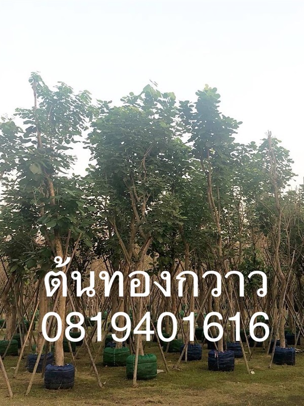 ต้นทองกวาว ต้นจาน | สวนพร้อมพันธุ์ไม้ -  ปราจีนบุรี