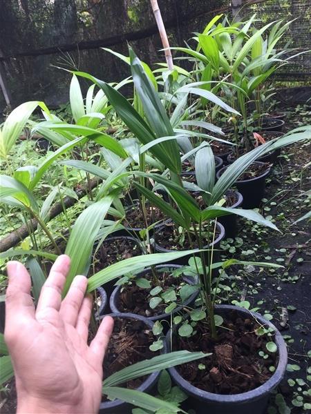 อาไซอิเบอร์รี่ (acai palmberry) | acai berry plants Thailand -  นครปฐม