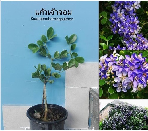 แก้วเจ้าจอม (ไม้หายาก) | สวนเบญจรงค์สุคนธ์ -  นครราชสีมา