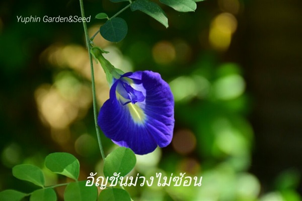 อัญชันสีม่วงไม่ซ้อน | Yuphin Garden&Seed - กระทุ่มแบน สมุทรสาคร